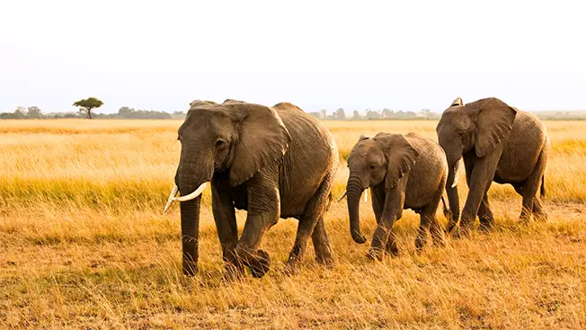 The Complete Beginner’s Guide to Your First Tanzania Safari in 2025 -2026