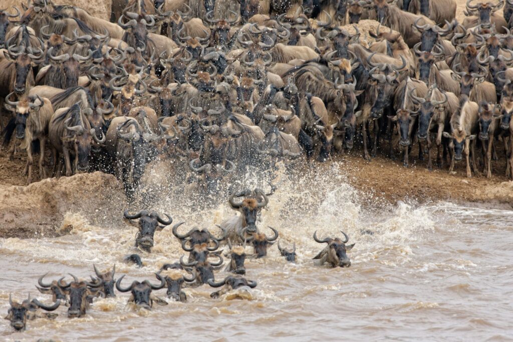 Serengeti Great Migration 2025–2026: Month-by-Month Calendar & Best Viewing Spots