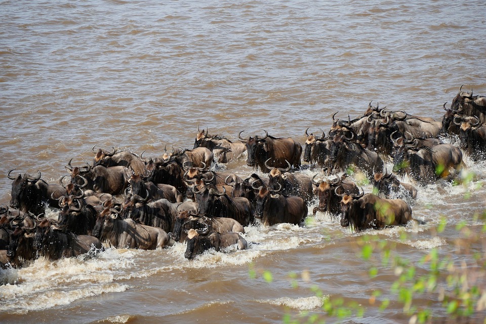 9-Day Great Migration Safari (Mara River Crossing) – Roshack Adventures Safaris