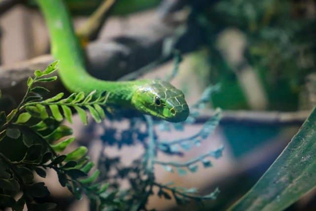 1-Day Meserani Snake Park